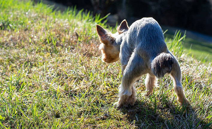 Durchfall bei Hunden Das Hilft gegen Magen &amp; Darmbeschwerden