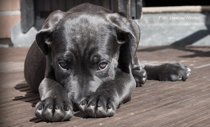 Kohletabletten für Hunde bei Vergiftung