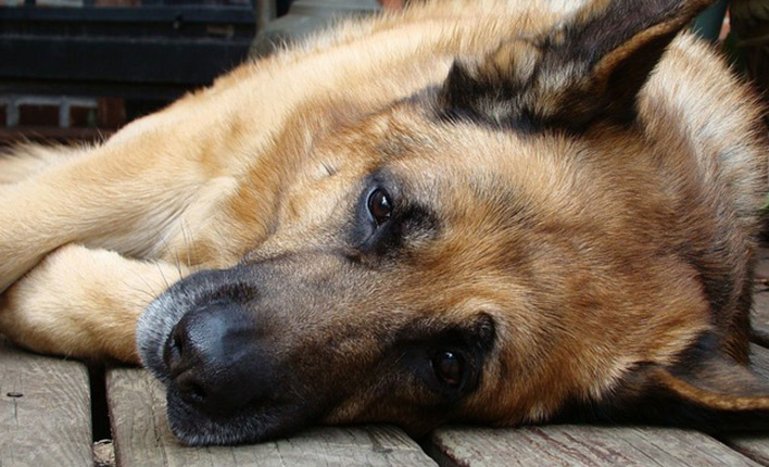 Grünlippmuschel für Hunde gegen gelenkbeschwerden