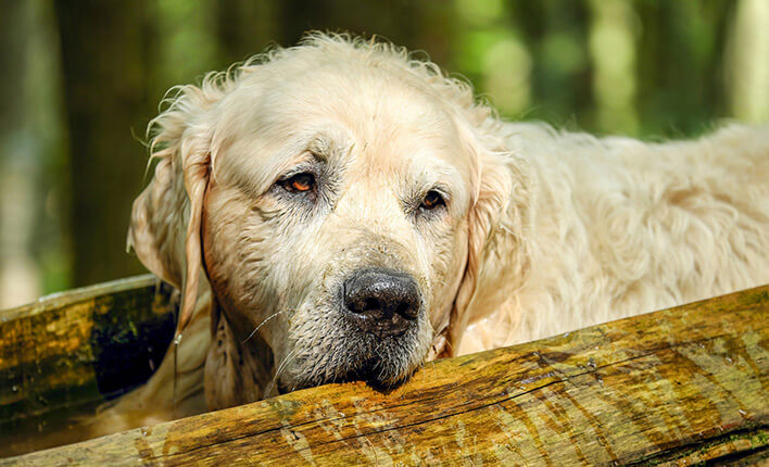 Trockene Haut bei Hunden Stoppen Diagnose und Behandlung